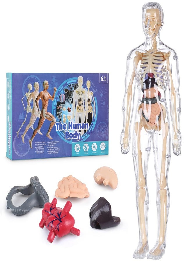 BlueDex Human Body Model for Kids, Fully Transparent Body, 29 Piece Anatomy Figure 3D Anatomy Kit - Removable Organs, Bones STEM Toy for Ages 6+ - Image 1